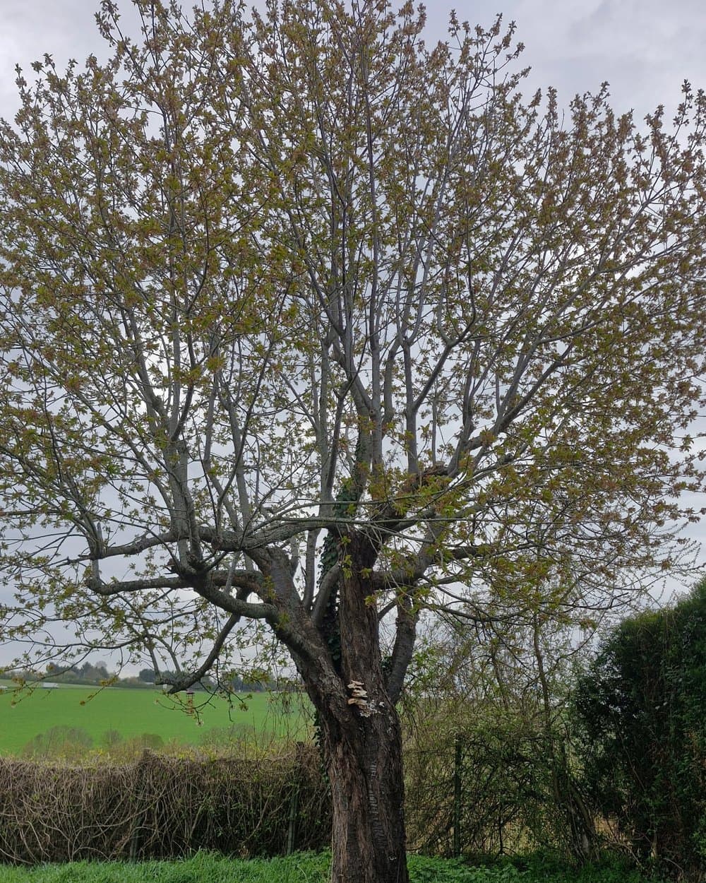 Abattage d'un arbre en fin de vie